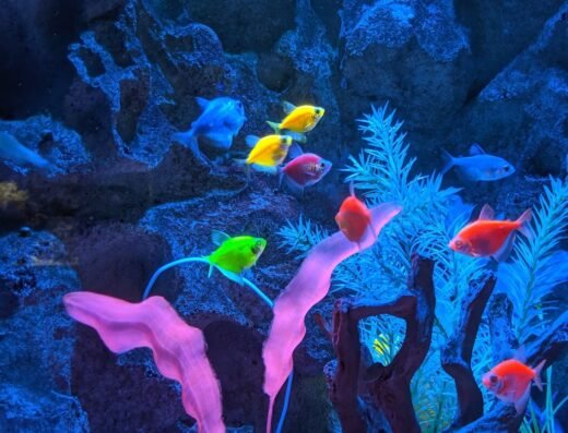One World Interactive Aquarium
