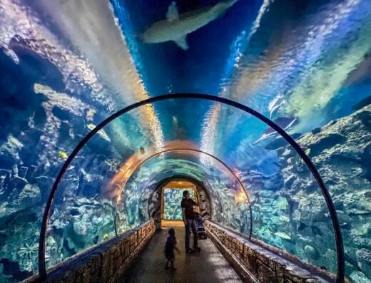 Shark Reef Aquarium at Mandalay Bay