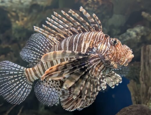 Shark Reef Aquarium at Mandalay Bay