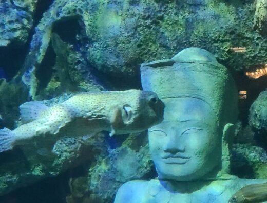 Shark Reef Aquarium at Mandalay Bay