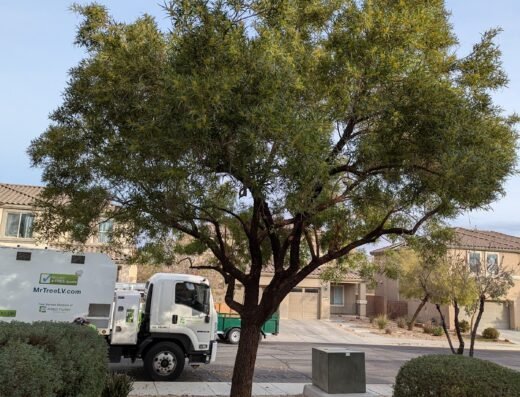 Mr. Tree