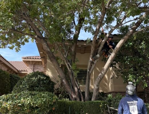 Nevada Tree Service