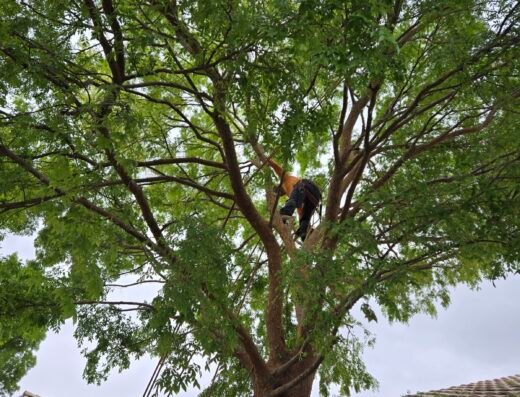 Affordable Tree Service