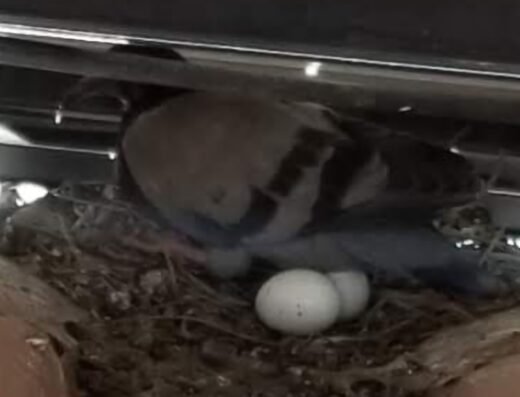 Cole Patrol Pigeon Solutions