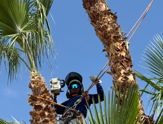 Casino Tree Service and landscaping LLC
