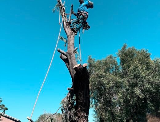 Casino Tree Service and landscaping LLC