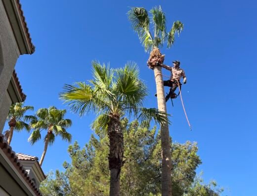 Vegas Best Tree Service – Tree Removal, Trimming & Stump Grinding