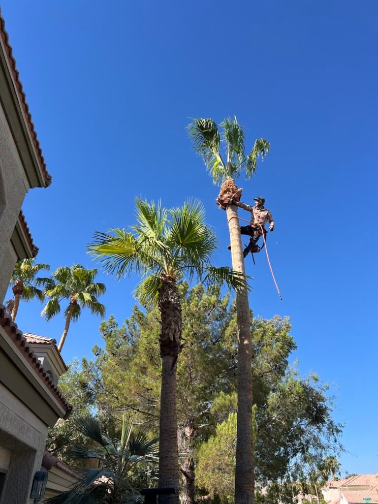 Vegas Best Tree Service – Tree Removal, Trimming & Stump Grinding