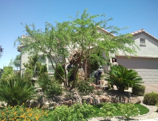 Vegas Best Tree Service – Tree Removal, Trimming & Stump Grinding